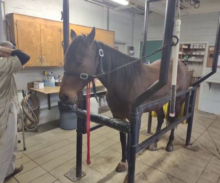 Statesville Bovine & Equine: Blackwelder J T DVM