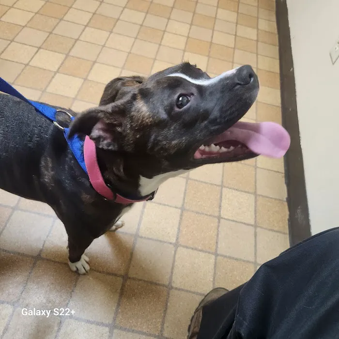 Davis Animal Hospital Picture 9