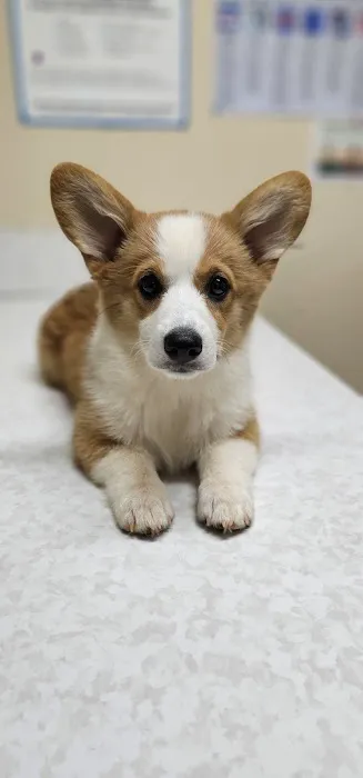 Davis Animal Hospital Picture 10