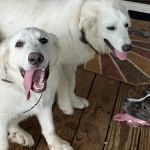 Davis Animal Hospital