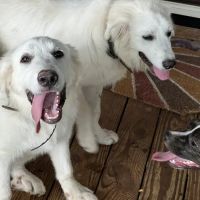 Davis Animal Hospital ico