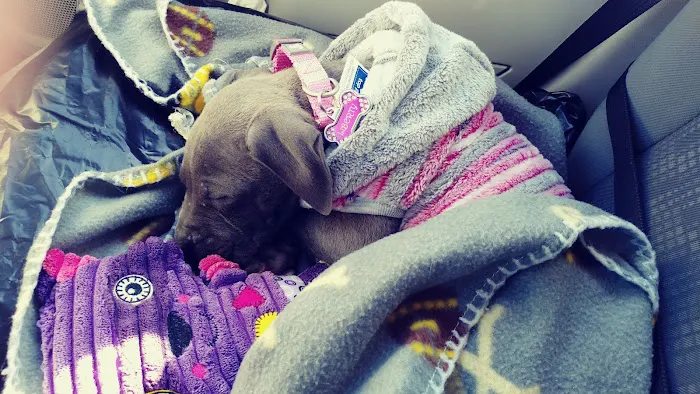 Davis Animal Hospital Picture 4