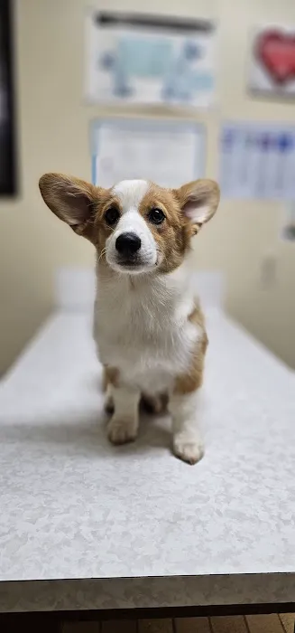 Davis Animal Hospital Picture 3