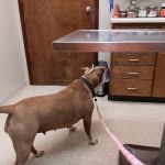 Valley Animal Clinic: Williams Charles F DVM