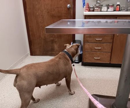Valley Animal Clinic: Williams Charles F DVM