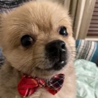 Iredell Companion Animal Hospital ico