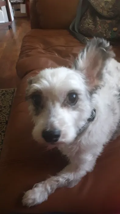 Iredell Companion Animal Hospital Picture 4
