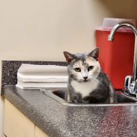 Scotts Creek Animal Hospital ico