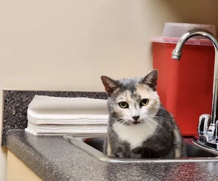 Scotts Creek Animal Hospital
