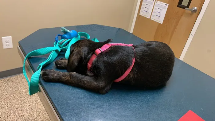 Scotts Creek Animal Hospital Picture 4