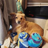 Mocksville Animal Hospital ico