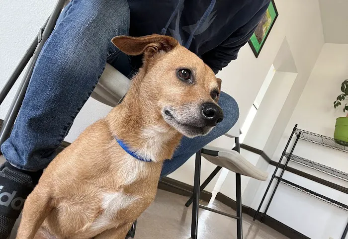 Mocksville Animal Hospital Picture 2