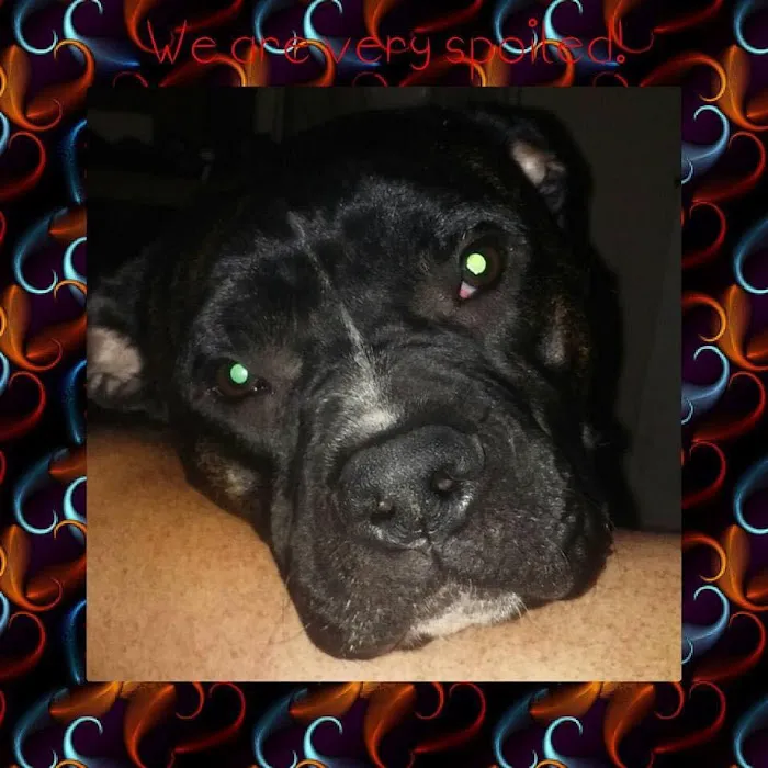 Mocksville Animal Hospital Picture 6
