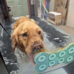 Clemmons Animal Rehab & Therapy
