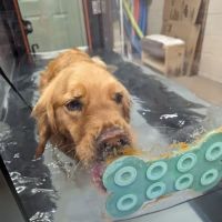 Clemmons Animal Rehab & Therapy ico