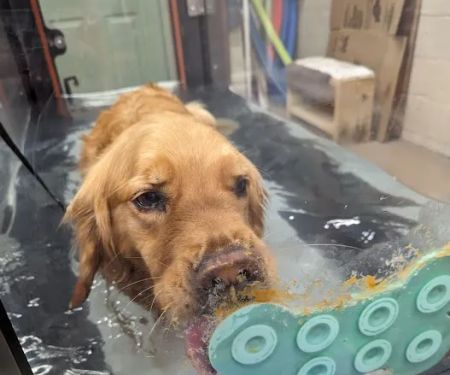 Clemmons Animal Rehab & Therapy