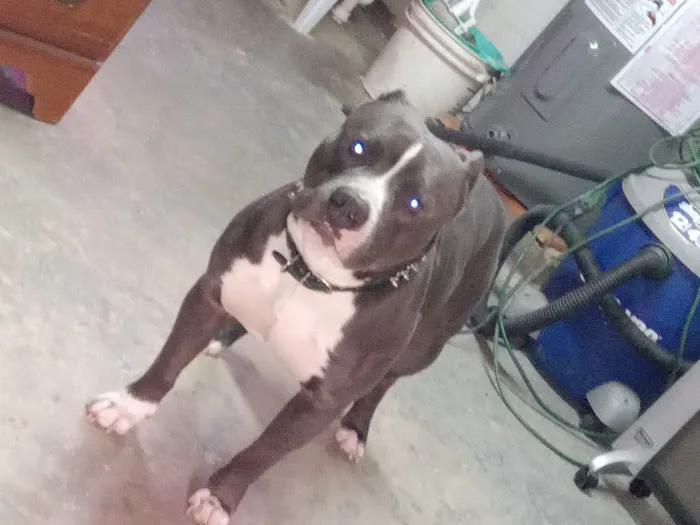 Animal Hospital of Ashe Picture 6