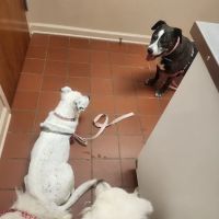 Animal Hospital of Ashe ico