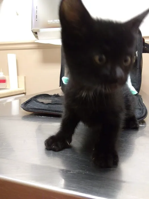 Animal Hospital of Ashe Picture 4