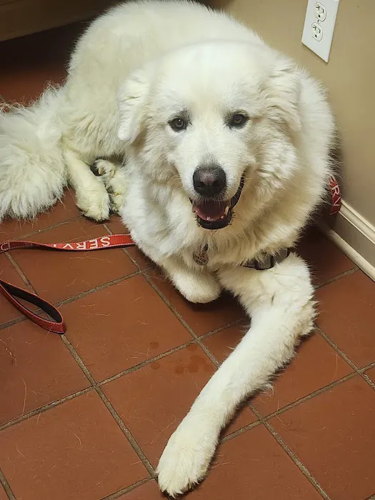 Animal Hospital of Ashe Picture 2
