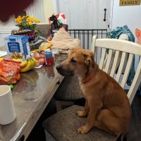 Arcadia Veterinary Hospital ico