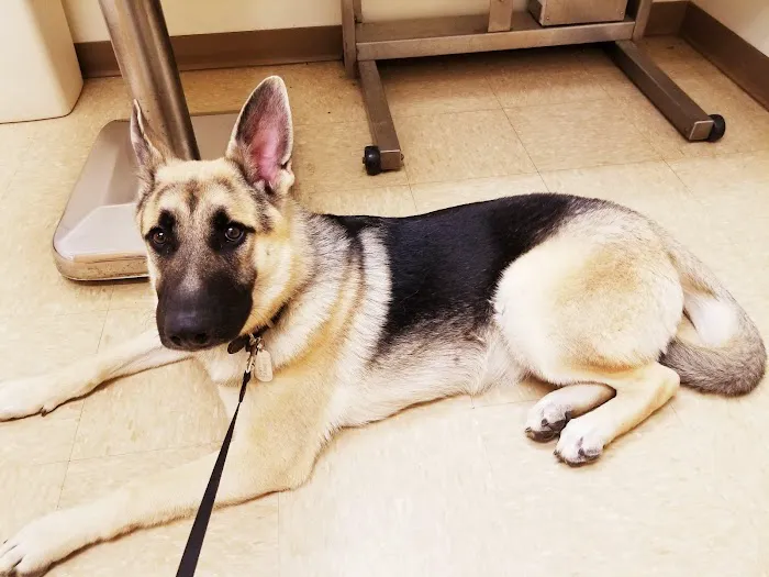 Arcadia Veterinary Hospital Picture 8