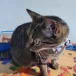 Hickory Tree Veterinary Hospital