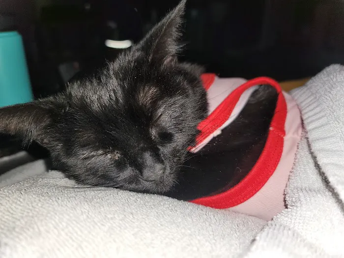 Hickory Tree Veterinary Hospital Picture 8