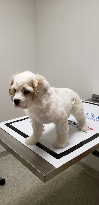 Hickory Tree Veterinary Hospital Picture 7