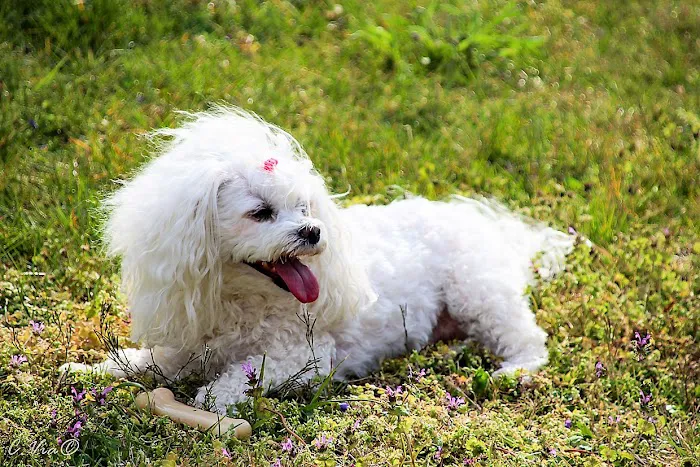 Midway Animal Clinic Picture 3