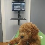 Midway Animal Clinic