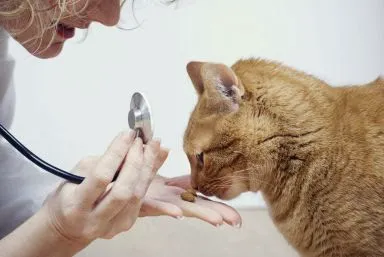 Emerywood Veterinary Hospital PA Picture 10