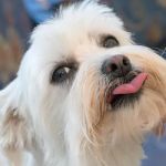 Emerywood Veterinary Hospital PA