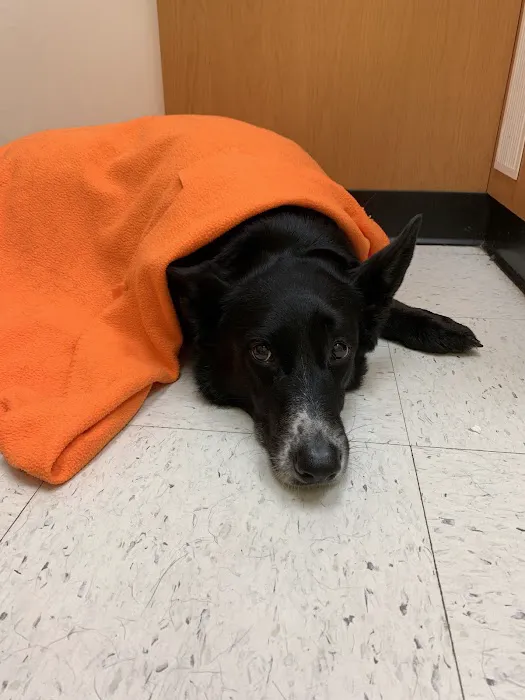 Banfield Pet Hospital Picture 6
