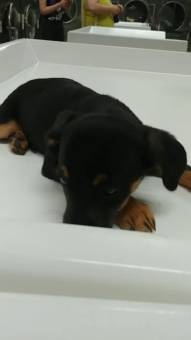 Banfield Pet Hospital Picture 5