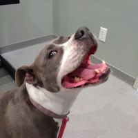Mule Town Veterinary Hospital ico