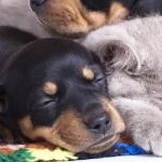 South Granville Animal Hospital