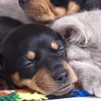 South Granville Animal Hospital ico