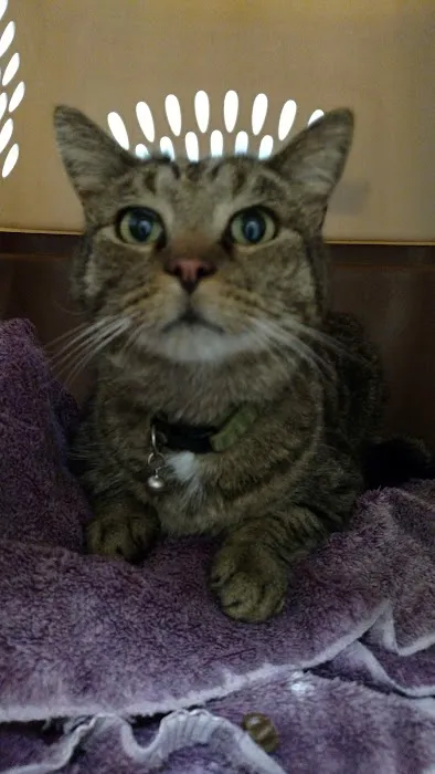 South Granville Animal Hospital Picture 10