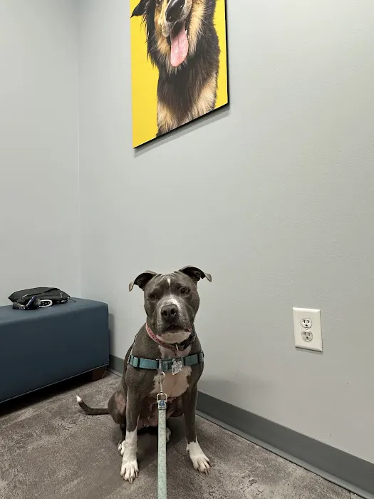 New Light Animal Hospital Picture 7
