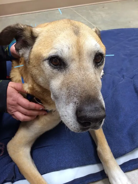 Broadway Veterinary Hospital Picture 10