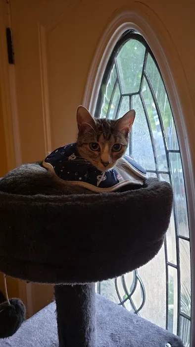 Cat Care Hospital Picture 3