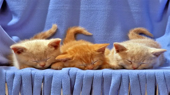 Cat Care Hospital Picture 7