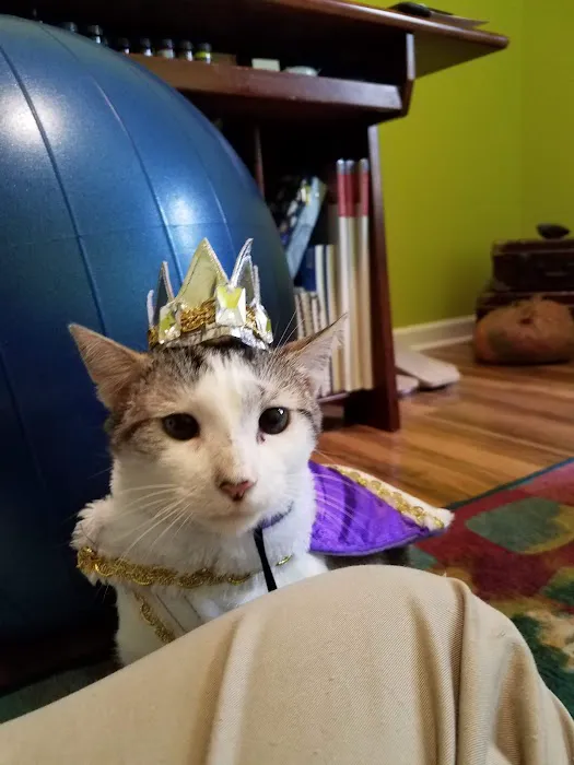 Cat Care Hospital Picture 4
