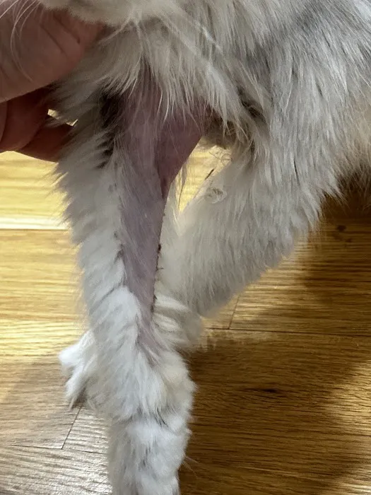 Cat Care Hospital Picture 9