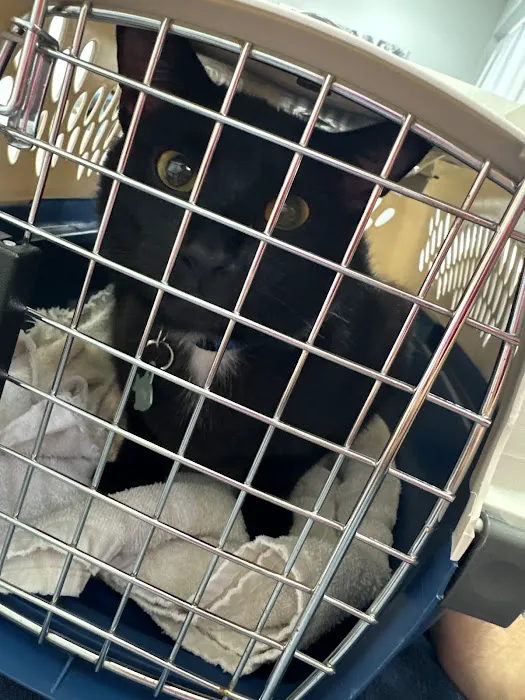 Cat Care Hospital Picture 10