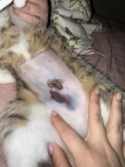 Cat Care Hospital Picture 2
