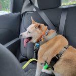 Banfield Pet Hospital