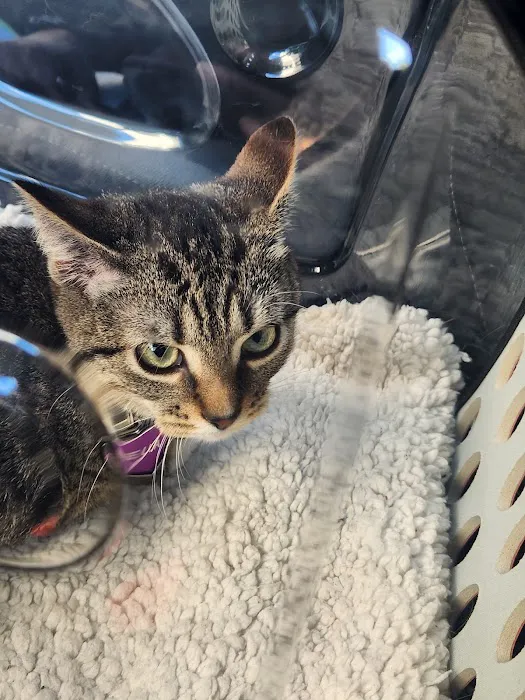 Banfield Pet Hospital Picture 7