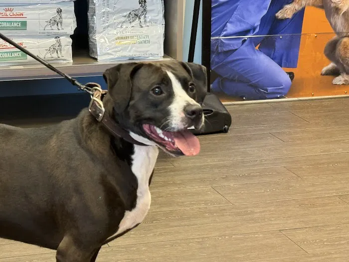 Banfield Pet Hospital Picture 9